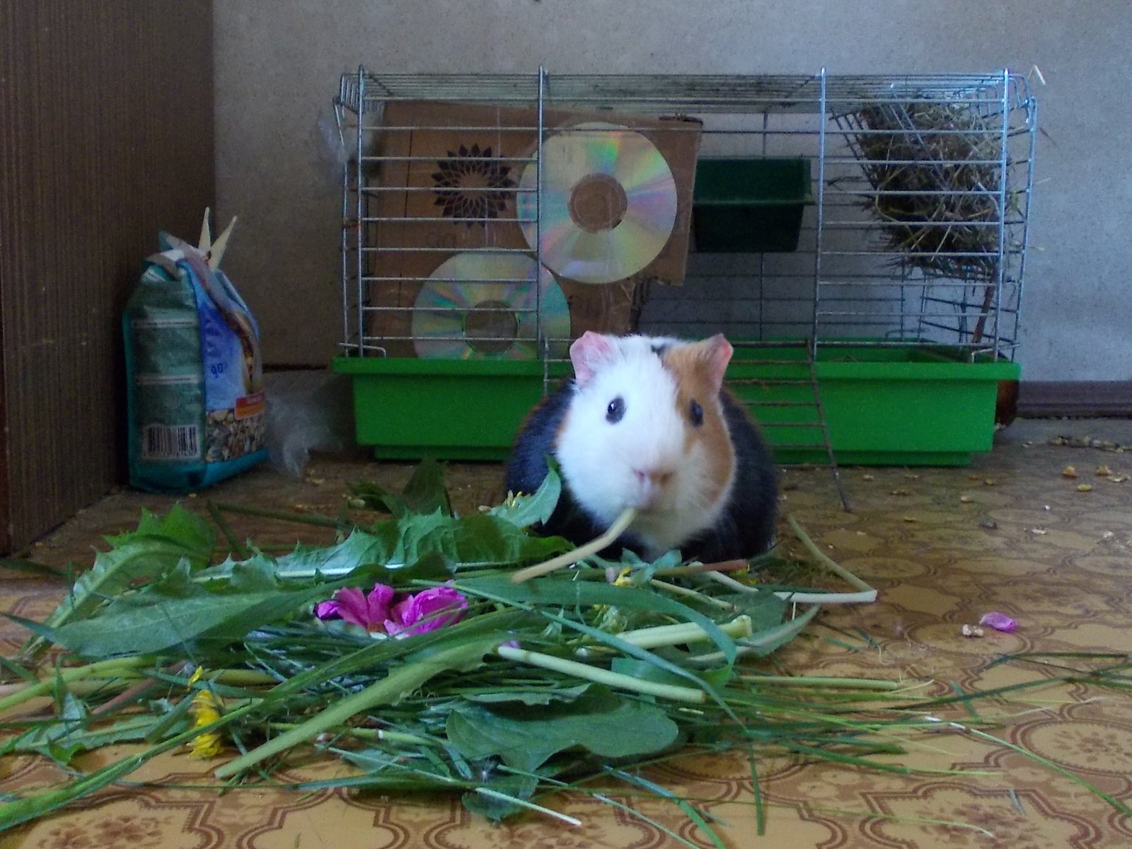 El Cuy ¿Mascota o Comida?