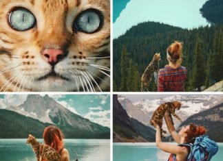 Conoce a Suki, el gato viajero