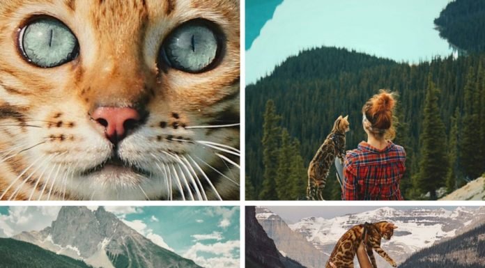 Conoce a Suki, el gato viajero