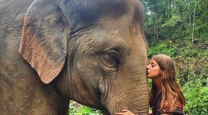 Viaja gratis a Tailandia como voluntario para cuidar elefantes