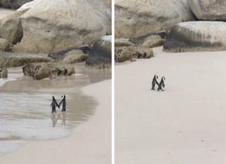 Una pareja de pingüinos pasean «agarrados de la mano» por una playa de Sudáfrica