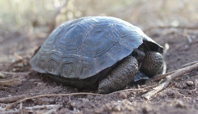 Tortugas de Galápagos vuelven a nacer por primera vez en 100 años