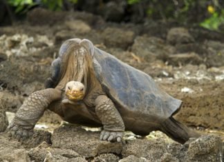 Diego, la tortuga que tuvo tanto sexo que salvó a su especie en las Islas Galápagos