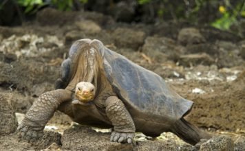 Diego, la tortuga que tuvo tanto sexo que salvó a su especie en las Islas Galápagos