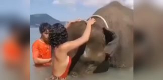 Mujer se sube a elefante para tomarse foto y termina volviéndose viral por desafortunado desenlace