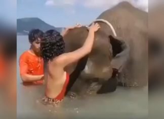 Mujer se sube a elefante para tomarse foto y termina volviéndose viral por desafortunado desenlace