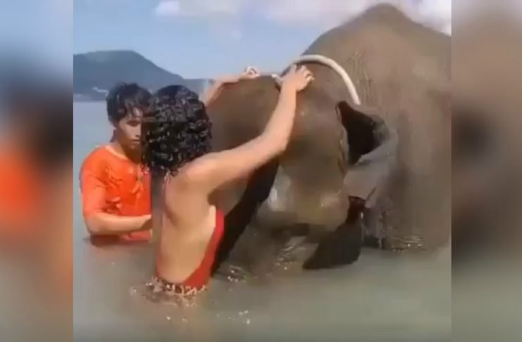 Mujer se sube a elefante para tomarse foto y termina volviéndose viral por desafortunado desenlace
