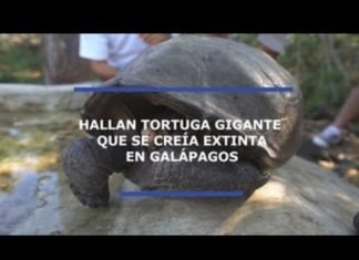 Hallan en Ecuador una especie de tortuga que se creía extinta hace 100 años