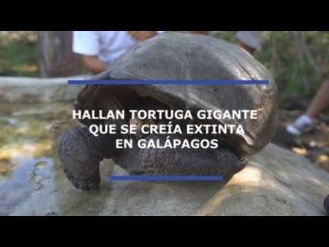 Hallan en Ecuador una especie de tortuga que se creía extinta hace 100 años