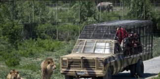 No apto para personas que sufren del corazón: un zoológico invertido, donde las personas están en jaulas y los animales son libres
