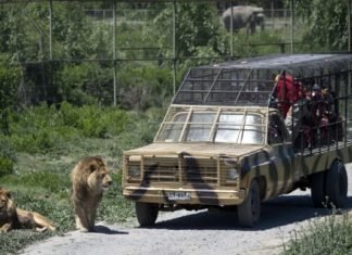 No apto para personas que sufren del corazón: un zoológico invertido, donde las personas están en jaulas y los animales son libres