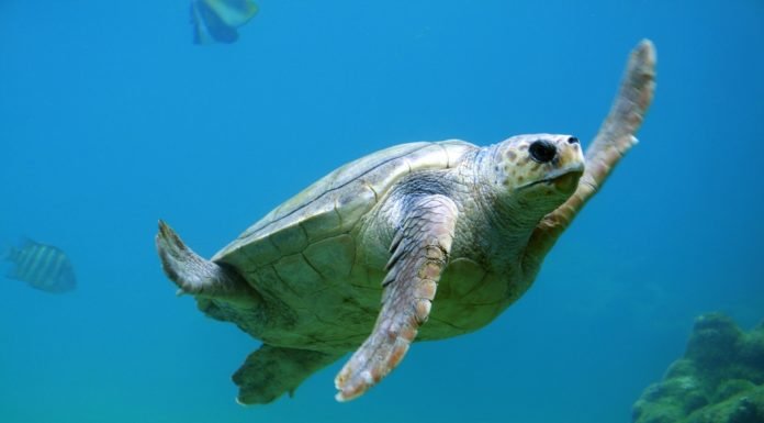 Hallan en Ecuador una especie de tortuga que se creía extinta hace 150 años