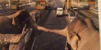 Dos elefantes se toman de la trompa y se despiden para siempre. Su gesto debería abrirnos los ojos