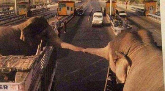 Dos elefantes se toman de la trompa y se despiden para siempre. Su gesto debería abrirnos los ojos