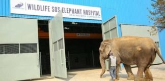 India abre las puertas de su primer hospital para elefantes maltratados, y ya han tratado a muchos