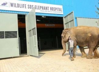 India abre las puertas de su primer hospital para elefantes maltratados, y ya han tratado a muchos
