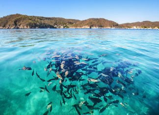 Sol, arena, y mar: las mejores playas de Quintana Roo