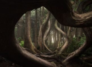 Bosques mágicos y paisajes helados, un viaje a través de la fotografía