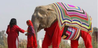 Tejen pijamas gigantes para proteger del frío a elefantes rescatados