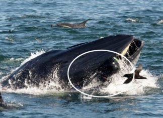 Una ballena se traga a un buzo y lo escupe vivo en una playa en Sudáfrica