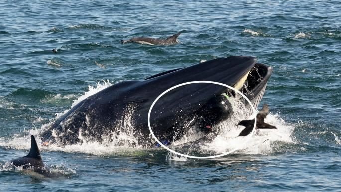 Una ballena se traga a un buzo y lo escupe vivo en una playa en Sudáfrica