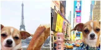 El perrito que fue abandonado y ahora viaja por el mundo