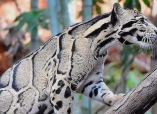 Esto si es de celebrar: reaparece leopardo nublado después de 30 años