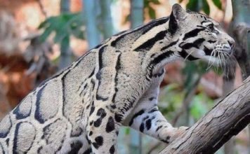 Esto si es de celebrar: reaparece leopardo nublado después de 30 años