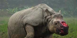 La India autoriza a matar cazadores para proteger a los rinocerontes