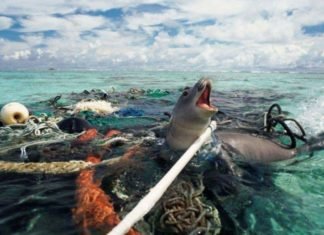 En 40 años la humanidad exterminó al 60% de los animales del planeta tierra
