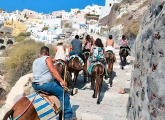 La cruel vida de los burros de Santorini, en manos de la conciencia de los turistas