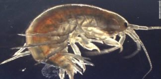 Científicos encuentran cocaína en camarones del Reino Unido