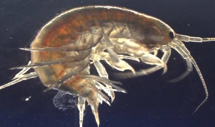 Científicos encuentran cocaína en camarones del Reino Unido