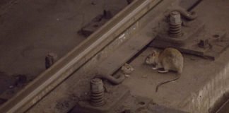 Las ratas están tomando Nueva York, la imponente urbe de hierro