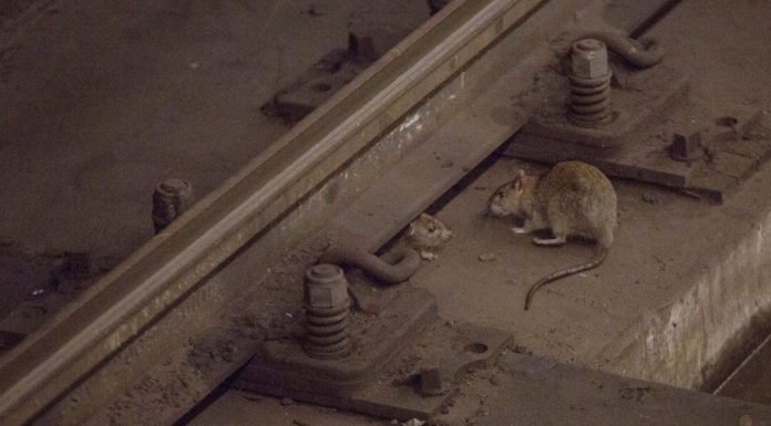 Las ratas están tomando Nueva York, la imponente urbe de hierro