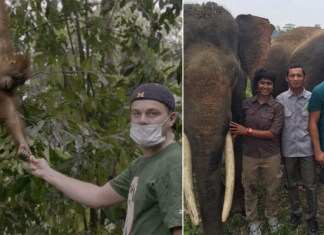 DiCaprio dona 15 millones de $ para la proteger el planeta y detener la caza de animales — Un compromiso de vida