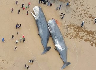 Ballenas muertas encontradas en Alemania tenían partes de autos y plástico en sus estómagos.