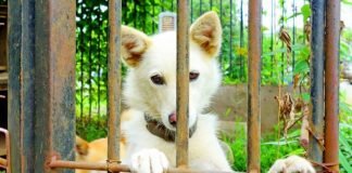 Taiwán se convierte en el primer país asiático en prohibir el consumo de perros y gatos