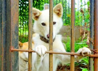 Taiwán se convierte en el primer país asiático en prohibir el consumo de perros y gatos