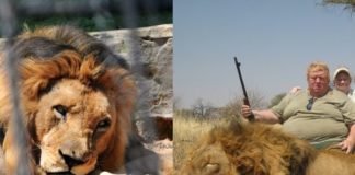 Existen granjas donde crían leones para que adinerados puedan cazarlos