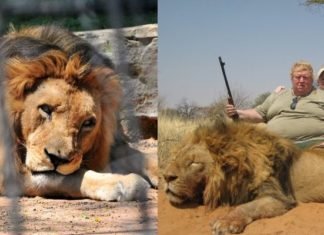 Existen granjas donde crían leones para que adinerados puedan cazarlos
