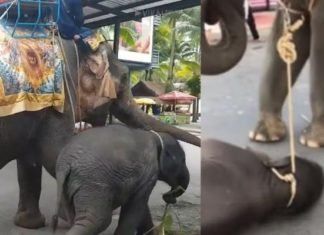Pequeño elefante colapsó en el piso exhausto mientras su madre transportaba turistas en Tailandia