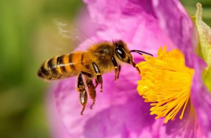 Abejas Son Declaradas El Ser Vivo Más Importante Del Planeta