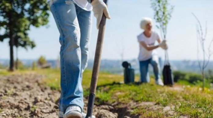 Australia va a plantar mil millones de árboles en contra del calentamiento global
