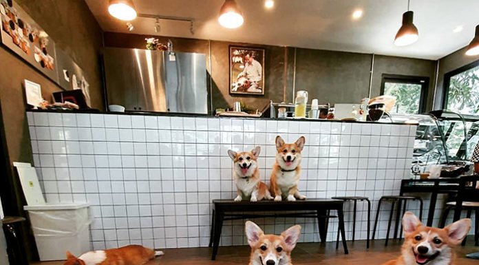 Abrieron un café lleno de perritos Corgi dispuestos a dar mucho amor