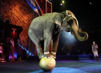 En Reino Unido los circos ya no podrán usar animales en sus shows