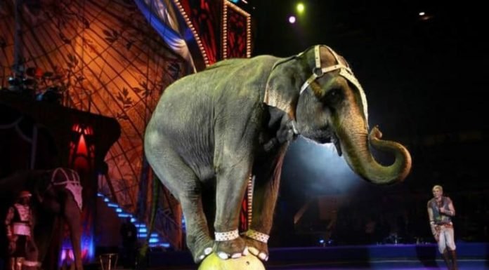 En Reino Unido los circos ya no podrán usar animales en sus shows