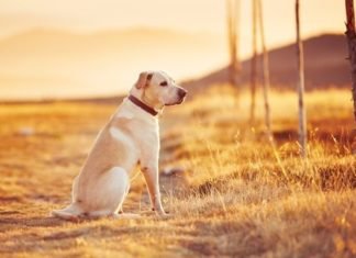 España multará con hasta 30 mil euros a los que abandonen a un perro
