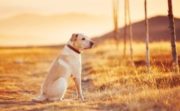 España multará con hasta 30 mil euros a los que abandonen a un perro