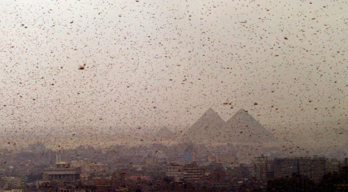 Egipto se enfrenta a una invasión de langostas que recuerda a la terrible plaga bíblica